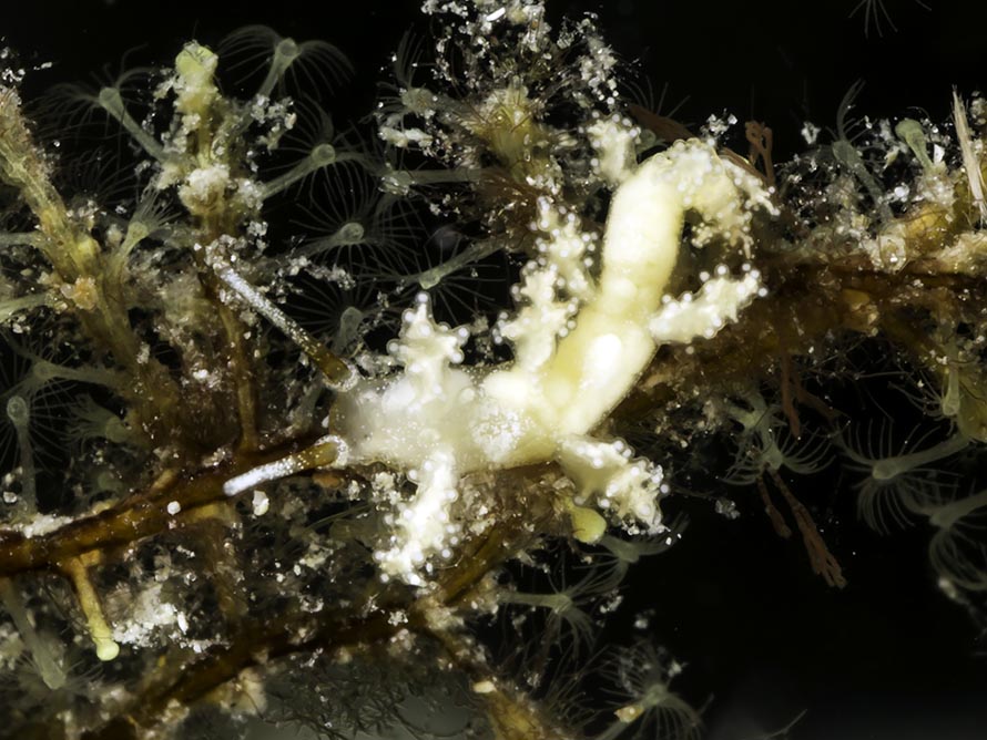 Doto sp. N